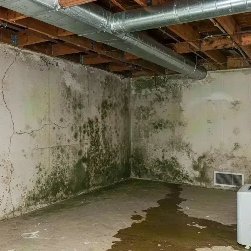 Professional Mold Removal in Fossil, OR